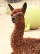 alpaca for sale