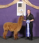 alpaca for sale