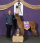 alpaca for sale
