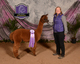 alpaca for sale
