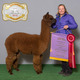alpaca for sale