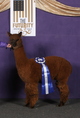 alpaca for sale