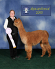 alpaca for sale