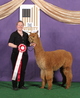 alpaca for sale