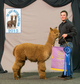 alpaca for sale