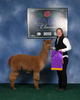 alpaca for sale