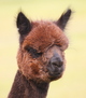 alpaca for sale