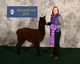 alpaca for sale