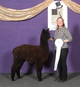 alpaca for sale