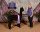 alpaca for sale
