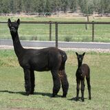 alpaca for sale
