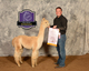 alpaca for sale
