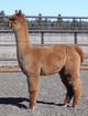 alpaca for sale