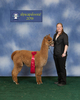 alpaca for sale