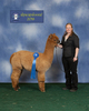 alpaca for sale