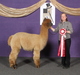 alpaca for sale