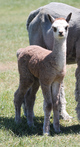 alpaca for sale