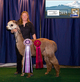 alpaca for sale