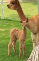alpaca for sale