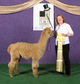 alpaca for sale
