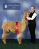 alpaca for sale