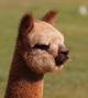 alpaca for sale