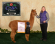 alpaca for sale