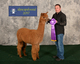 alpaca for sale
