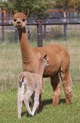 alpaca for sale