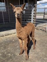 alpaca for sale