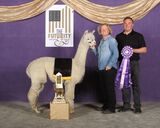 alpaca for sale