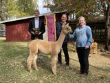 alpaca for sale