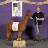 alpaca for sale