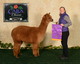 alpaca for sale