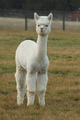 alpaca for sale