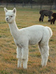 alpaca for sale