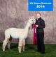 alpaca for sale