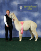 alpaca for sale