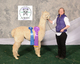 alpaca for sale