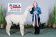 alpaca for sale