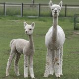 alpaca for sale