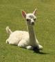 alpaca for sale