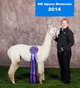 alpaca for sale