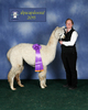 alpaca for sale