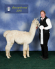 alpaca for sale