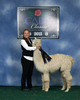 alpaca for sale