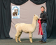 alpaca for sale