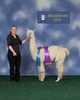 alpaca for sale