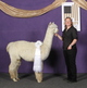 alpaca for sale