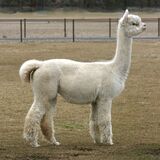 alpaca for sale